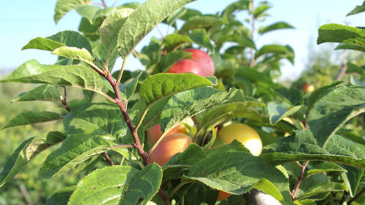 Fruita