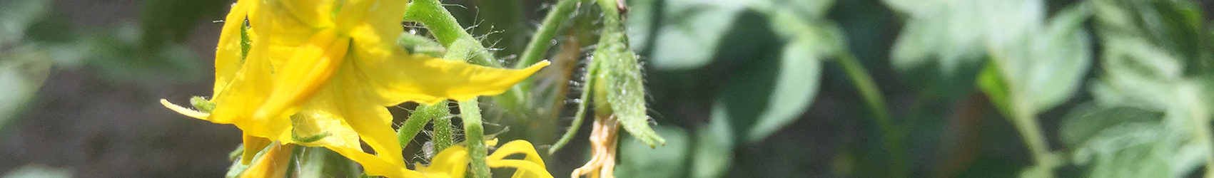 flor tomaquera